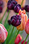 MORTON HALL GARDENS, WORCESTERSHIRE: PLANT PORTRAIT OF DARK PURPLE FLOWERS OF TULIP - TULIPA BLACK HERO, BULBS, SPRING, APRIL, FLOWERING, BLOOMING