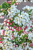 MORTON HALL GARDENS, WORCESTERSHIRE: CLOSE UP PORTRAIT OF WHITE AND PINK BLOSSOM, FLOWERS OF MALUS SARGENTII TINA, TREES, FLOWERING, APRIL, SPRING, CRAB APPLES