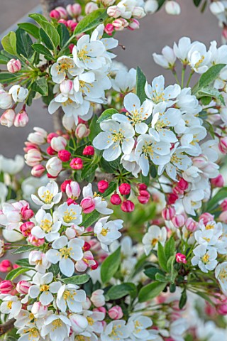MORTON_HALL_GARDENS_WORCESTERSHIRE_CLOSE_UP_PORTRAIT_OF_WHITE_AND_PINK_BLOSSOM_FLOWERS_OF_MALUS_SARG