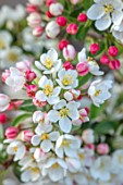 MORTON HALL GARDENS, WORCESTERSHIRE: CLOSE UP PORTRAIT OF WHITE AND PINK BLOSSOM, FLOWERS OF MALUS SARGENTII TINA, TREES, FLOWERING, APRIL, SPRING, CRAB APPLES