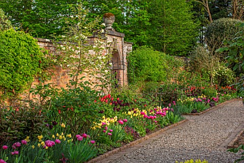 MORTON_HALL_GARDENS_WORCESTERSHIRE_THE_KITCHEN_GARDEN_SPRING_APRIL_BORDER_WITH_TULIPS_AMAZING_GRACE_