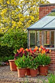 MORTON HALL GARDENS, WORCESTERSHIRE: THE KITCHEN GARDEN, SPRING, APRIL, TERRACOTTA CONTAINERS PLANTED WITH TULIPS - TULIPA FIERY CLUB, CAFE NOIR, RHAPSODY OF SMILES, BLACK HERO