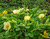 MORTON HALL GARDENS, WORCESTERSHIRE: KITCHEN GARDEN, YELLOW FLOWERS OF PEONY, PAEONIA MLOKOSEWITSCHII, MOLLY THE WITCH, FLOWERING, BLOOMING, APRIL, SPRING