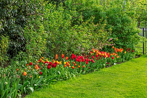 MORTON_HALL_GARDENS_WORCESTERSHIRE_LAWN_BORDER_WITH_HOT_COLOURED_FLOWERING_TULIPS_SPRING_APRIL_BORDE