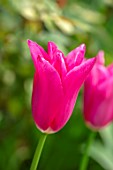 MORTON HALL GARDENS, WORCESTERSHIRE: CLOSE UP OF PINK FLOWERS OF TULIP - TULIPA LILYROSA, BULBS, APRIL, SPRING