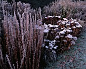 FROSTED SEDUM HERBSTFREUDEIN THE HERBACEOUS BORDERS AT THE OLD RECTORY  BURGHFIELD  BERKSHIRE