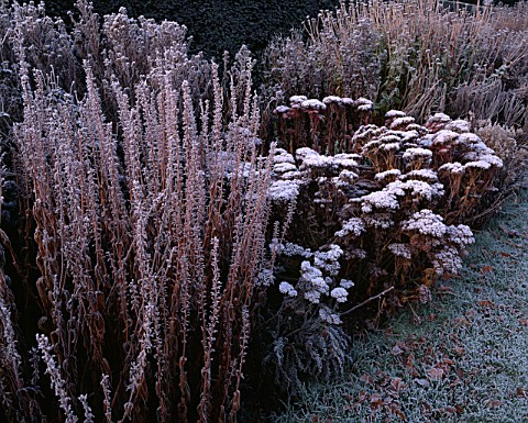 FROSTED_SEDUM_HERBSTFREUDEIN_THE_HERBACEOUS_BORDERS_AT_THE_OLD_RECTORY__BURGHFIELD__BERKSHIRE