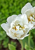 MORTON HALL GARDENS, WORCESTERSHIRE: CLOSE UP OF WHITE FLOWERS OF TULIP - TULIPA MOUNT TACOMA, BULBS, APRIL, SPRING