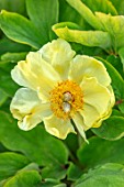 MORTON HALL GARDENS, WORCESTERSHIRE: KITCHEN GARDEN, YELLOW FLOWERS OF PEONY, PAEONIA MLOKOSEWITSCHII, MOLLY THE WITCH, FLOWERING, BLOOMING, APRIL, SPRING