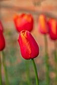 MORTON HALL GARDENS, WORCESTERSHIRE: CLOSE UP OF RED, ORANGE FLOWERS OF TULIP - TULIPA AVIGNON, BULBS, APRIL, SPRING