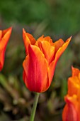 MORTON HALL GARDENS, WORCESTERSHIRE: CLOSE UP OF ORANGE FLOWERS OF TULIP - TULIPA BALLERINA, BULBS, APRIL, SPRING