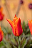 MORTON HALL GARDENS, WORCESTERSHIRE: CLOSE UP OF ORANGE FLOWERS OF TULIP - TULIPA BALLERINA, BULBS, APRIL, SPRING