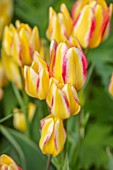 MORTON HALL GARDENS, WORCESTERSHIRE: CLOSE UP OF ORANGE, YELLOW, PINK DOUBLE FLOWERS OF TULIP - TULIPA ANTOINETTE, BULBS, APRIL, SPRING