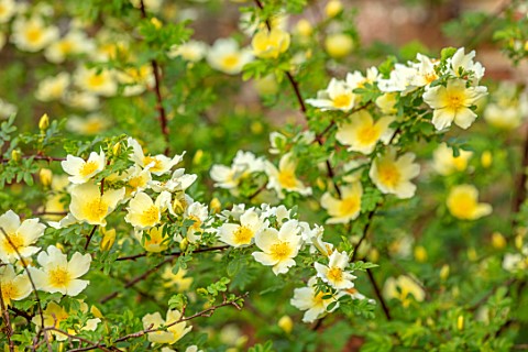 MORTON_HALL_GARDENS_WORCESTERSHIRE_PLANT_PORTRAIT_OF_PALE_YELLOW_CREAM_FLOWERS_OF_ROSE__ROSA_XANTHIN