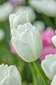 MORTON HALL GARDENS, WORCESTERSHIRE: PLANT PORTRAIT OF WHITE, CREAM FLOWERS OF TULIP- TULIPA HAKUUN, BULBS, FLOWERING