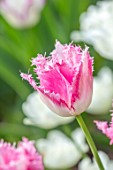 MORTON HALL GARDENS, WORCESTERSHIRE: PLANT PORTRAIT OF WHITE, PINK FRINGED FLOWERS OF TULIP - TULIPA HUIS TN BOSCH, BULBS, FLOWERING