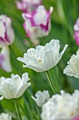 MORTON HALL GARDENS, WORCESTERSHIRE: PLANT PORTRAIT OF WHITE, CREAM FLOWERS OF TULIP- TULIPA MOUNT TACOMA, BULBS, FLOWERING