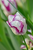 MORTON HALL GARDENS, WORCESTERSHIRE: PLANT PORTRAIT OF WHITE, CREAM, PURPLE FLOWERS OF TULIP - TULIPA AFFAIRE, BULBS, FLOWERING