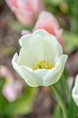 MORTON HALL GARDENS, WORCESTERSHIRE: PLANT PORTRAIT OF WHITE, CREAM, FLOWERS OF TULIP- TULIPA ANGELS WISH, BULBS, FLOWERING