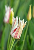 MORTON HALL GARDENS, WORCESTERSHIRE: PLANT PORTRAIT OF WHITE, CREAM, RED FLOWERS OF TULIP- TULIPA SAPPORO, BULBS, FLOWERING