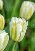 MORTON HALL GARDENS, WORCESTERSHIRE: PLANT PORTRAIT OF WHITE, CREAM, GREEN FLOWERS OF TULIP- TULIPA GREEN SPIRIT, BULBS, FLOWERING
