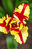 MORTON HALL GARDENS, WORCESTERSHIRE: PLANT PORTRAIT OF RED, YELLOW FLOWERS OF TULIP- TULIPA FLAMING PARROT, BULBS, FLOWERING