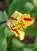 MORTON HALL GARDENS, WORCESTERSHIRE: PLANT PORTRAIT OF RED, YELLOW FLOWERS OF TULIP- TULIPA FLAMING PARROT, BULBS, FLOWERING