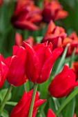 MORTON HALL GARDENS, WORCESTERSHIRE: PLANT PORTRAIT OF RED FLOWERS OF TULIP- TULIPA PRETTY WOMAN, BULBS, FLOWERING