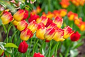 MORTON HALL GARDENS, WORCESTERSHIRE: PLANT PORTRAIT OF RED, YELLOW FLOWERS OF TULIP- TULIPA SUNCATCHER, BULBS, FLOWERING