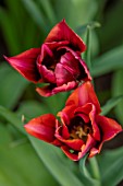 MORTON HALL GARDENS, WORCESTERSHIRE: PLANT PORTRAIT OF MAROON, COPPER FLOWERS OF TULIP- TULIPA SLAWA, BULBS, FLOWERING