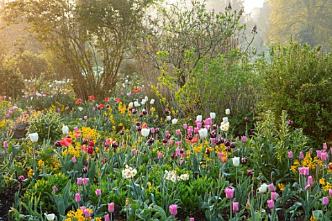FORDE_ABBEY_SOMERSET_TULIPS_ON_THE_MOUNT__TULIPA_MISTRESS_CLEARWATER_DAYDREAM_WALLFLOWERS_NARCISSUS_