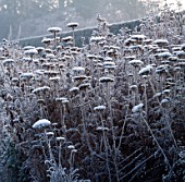 ACHILLEA HEADS DUSTED WITH WINTER FROST THE OLD RECTORY  BURGHFIELD  BERKSHIRE