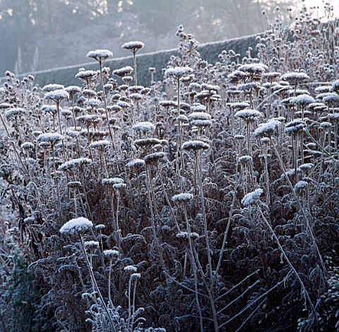 ACHILLEA_HEADS_DUSTED_WITH_WINTER_FROST_THE_OLD_RECTORY__BURGHFIELD__BERKSHIRE