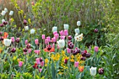 FORDE ABBEY, SOMERSET: TULIPS ON THE MOUNT - TULIPA MISTRESS, CLEARWATER, DAYDREAM, WALLFLOWERS, NARCISSUS GERANIUM, SPRING, APRIL, BORDERS, MORNING, SUNRISE