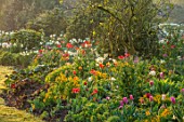 FORDE ABBEY, SOMERSET: THE MOUNT - TULIPA MISTRESS, CLEARWATER, DAYDREAM, WALLFLOWERS, NARCISSUS GERANIUM, SPRING, APRIL, BORDERS, MORNING, SUNRISE