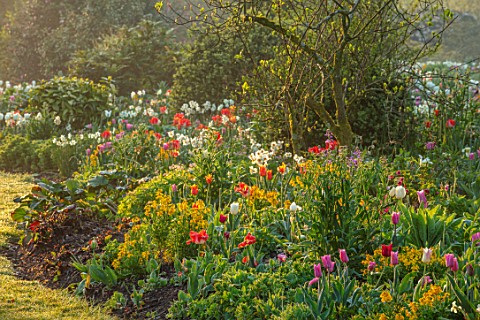 FORDE_ABBEY_SOMERSET_THE_MOUNT__TULIPA_MISTRESS_CLEARWATER_DAYDREAM_WALLFLOWERS_NARCISSUS_GERANIUM_S