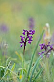 FORDE ABBEY, SOMERSET: CLOSE UP OF PURPLE FLOWERS OF ORCHID - GREEN WINGED ORCHID, ORCHIS MORIO, SPRING, APRIL, FLOWERING, NATURAL, NATURALISED, GRASS, WILDFLOWERS, MEADOWS