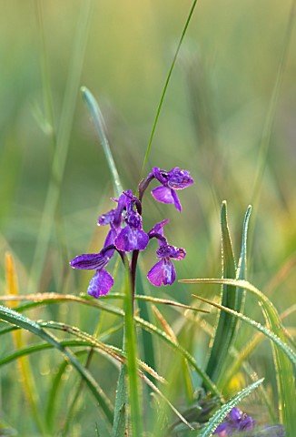 FORDE_ABBEY_SOMERSET_CLOSE_UP_OF_PURPLE_FLOWERS_OF_ORCHID__GREEN_WINGED_ORCHID_ORCHIS_MORIO_SPRING_A