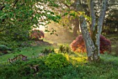 FORDE ABBEY, SOMERSET: JAPANESE MAPLES IN WOODLAND AT DAWN, SUNRISE, ROCK GARDEN, SPRING, APRIL, ACERS, TREES, MORNING LIGHT