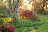 FORDE ABBEY, SOMERSET: JAPANESE MAPLES IN WOODLAND AT DAWN, SUNRISE, ROCK GARDEN, SPRING, APRIL, ACERS, TR