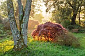 FORDE ABBEY, SOMERSET: JAPANESE MAPLES IN WOODLAND AT DAWN, SUNRISE, ROCK GARDEN, SPRING, APRIL, ACERS, TR