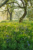 FORDE ABBEY, SOMERSET: BLUEBELLS IN GRASS, DAWN, MORNING LIGHT, WOODLAND, SHADE, SHADY, SUNRISE, APRIL, SPRING
