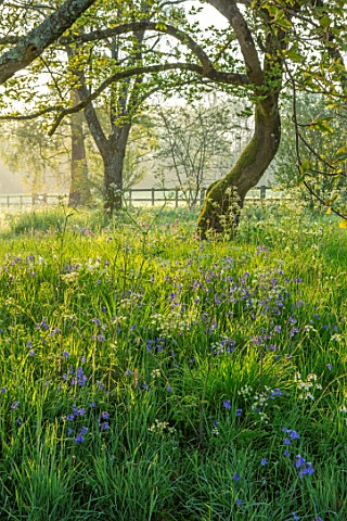 FORDE_ABBEY_SOMERSET_BLUEBELLS_IN_GRASS_DAWN_MORNING_LIGHT_WOODLAND_SHADE_SHADY_SUNRISE_APRIL_SPRING