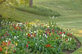 FORDE ABBEY, SOMERSET: BORDER OF TULIPS IN THE ROCK GARDEN IN SPRING, APRIL, BORDERS