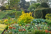 FORDE ABBEY, SOMERSET: PARK GARDEN, BORDERS, CARDOON, TULIPS- TULIPA KINGSBLOOD, QUEEN OF THE NIGHT, TRIUMPHATOR, TULIPS, SPRING, YEW HEDGES, HEDGING
