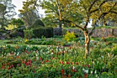 FORDE ABBEY, SOMERSET: PARK GARDEN, BORDERS, TULIPS- TULIPA KINGSBLOOD, QUEEN OF THE NIGHT, TRIUMPHATOR, TULIPS, SPRING, YEW HEDGES, HEDGING