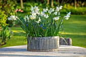DESIGNER ANGELA COLLINS: GREY CONTAINER WITH WHITE FLOWERS - NARCISSUS TRESAMBLE, MUSCARI BLUE MAGIC, CONTAINERS, SPRING, APRIL