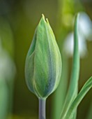 DESIGNER ANGELA COLLINS: GREEN FLOWERS OF TULIP - TULIPA EVERGREEN, BULBS, SPRING, APRIL, FLOWERING, BLOOMING
