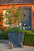 DESIGNER ANGELA COLLINS: LARGE GREY CONTAINER WITH OSMANTHUS DECORUS, WHITE FLOWERS OF NARCISSUS TRESAMBLE, NARCISSUS LIEKE, SPRING, APRIL, BULBS, DOG, PET, TERRACE, PATIO, DOOR