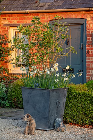 DESIGNER_ANGELA_COLLINS_LARGE_GREY_CONTAINER_WITH_OSMANTHUS_DECORUS_WHITE_FLOWERS_OF_NARCISSUS_TRESA
